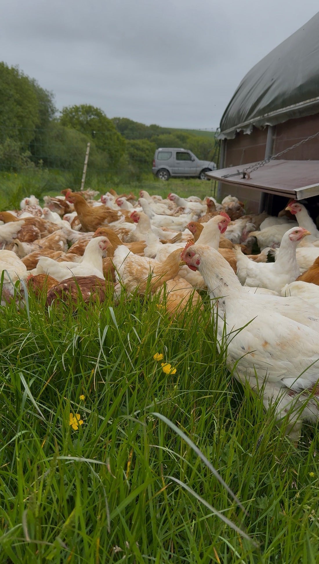 Pasture-Raised Chicken, Regenerative Farming and High-Protein Meals Made in Devon